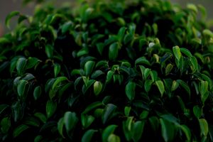 Alojamiento - The Restfo Pench Tiger Resort