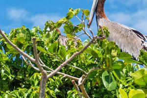 Actividad - Excursión al Parque Nacional Los Haitises