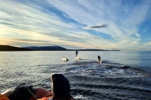 Actividad - AVISTAMIENTO DE DELFINES EN EL ESTRECHO DE MAGALLANES