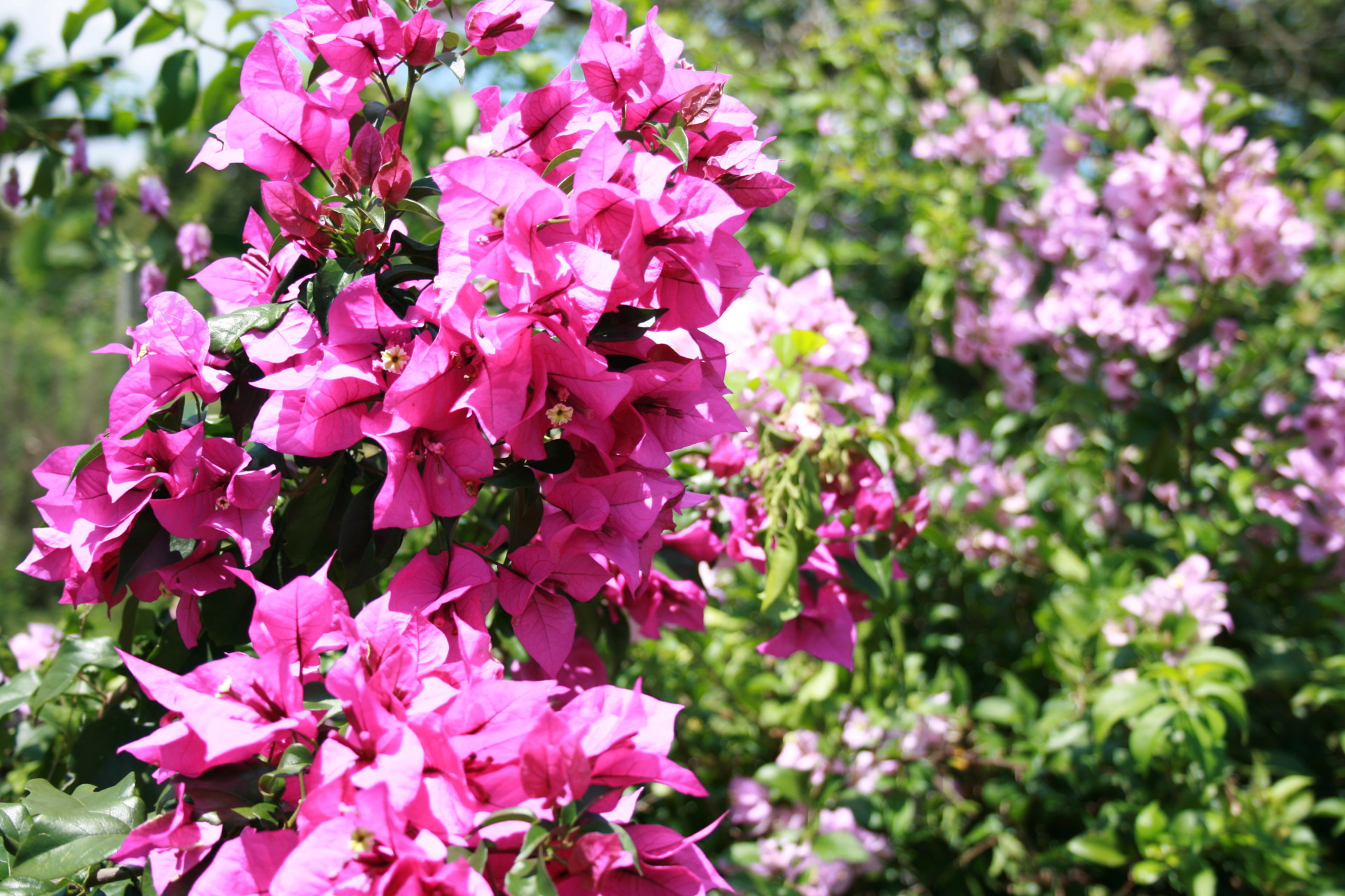 Varios El Caney Finca Hotel