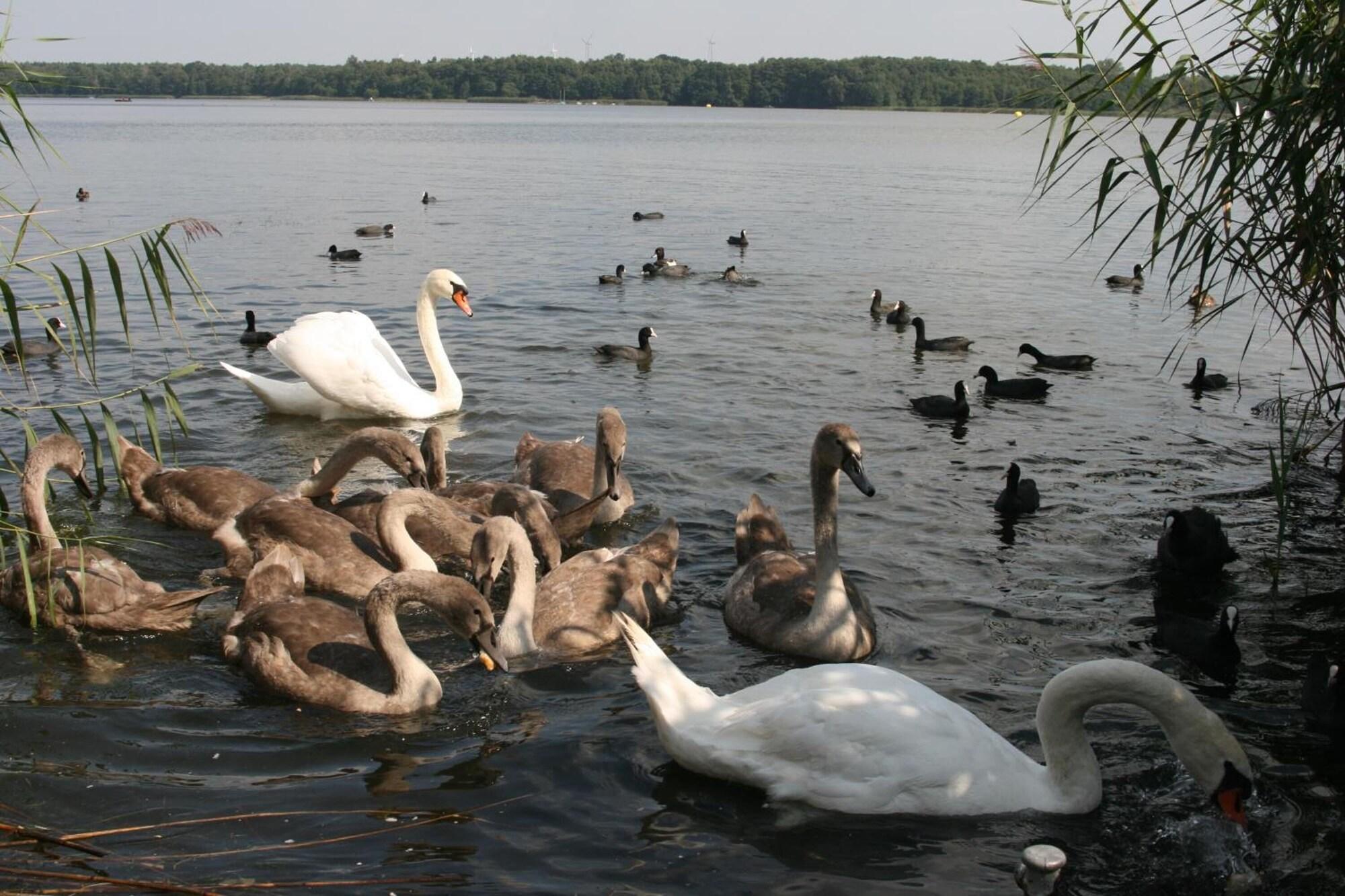 Varios Alter Krug Kallinchen