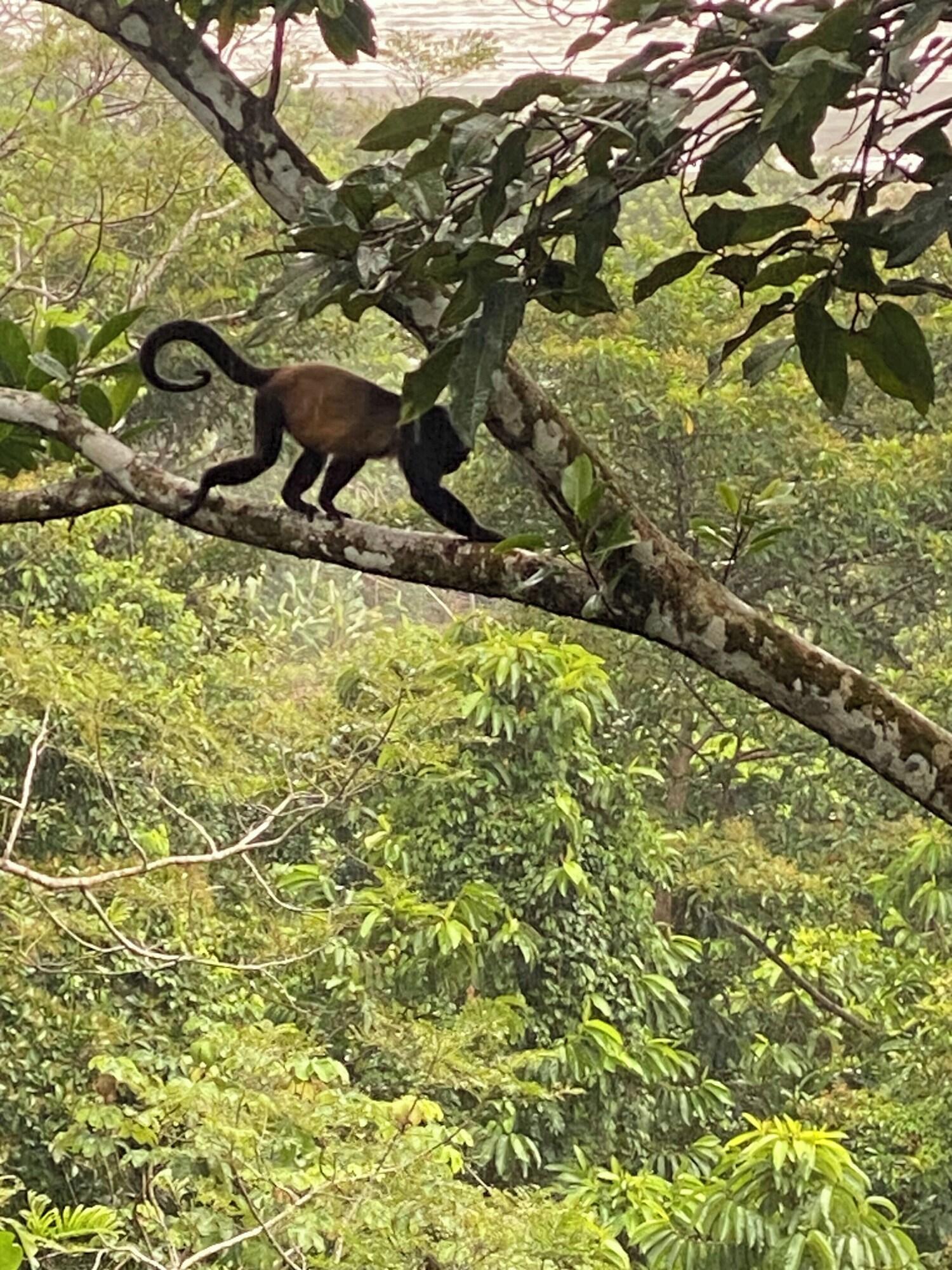 Varios Villas en el bosque