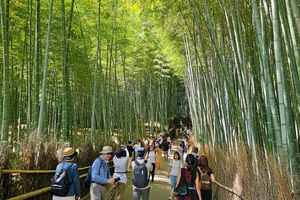 Actividad - Maravilla natural de Kioto: Tour por el bosque de bambú de Arashiyama