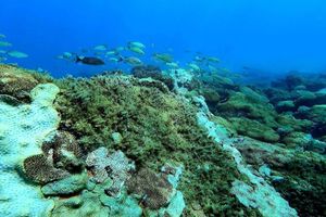 Alojamiento - Aquamaster Dive Pousada