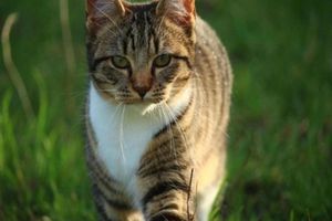 Alquiler Vacacional - Comfortable Holiday Home With Sauna and Billiards, Near the Slopes