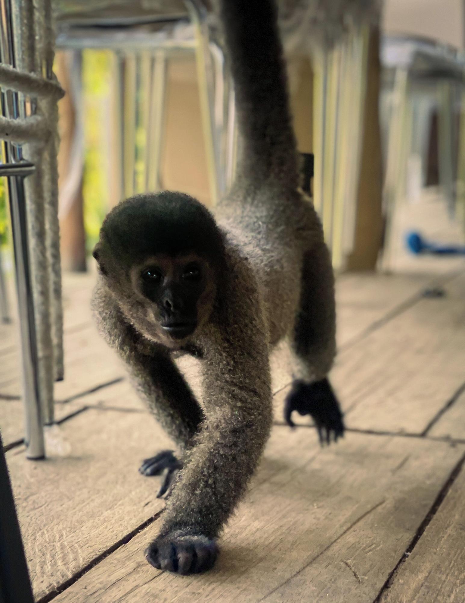 Instalaciones Recreativas Pousada Cabana Nativa Paraíso