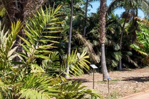 Actividad - Entrada al Palmetum