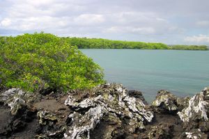 Actividad - Excursión a Bahía Tintoreras