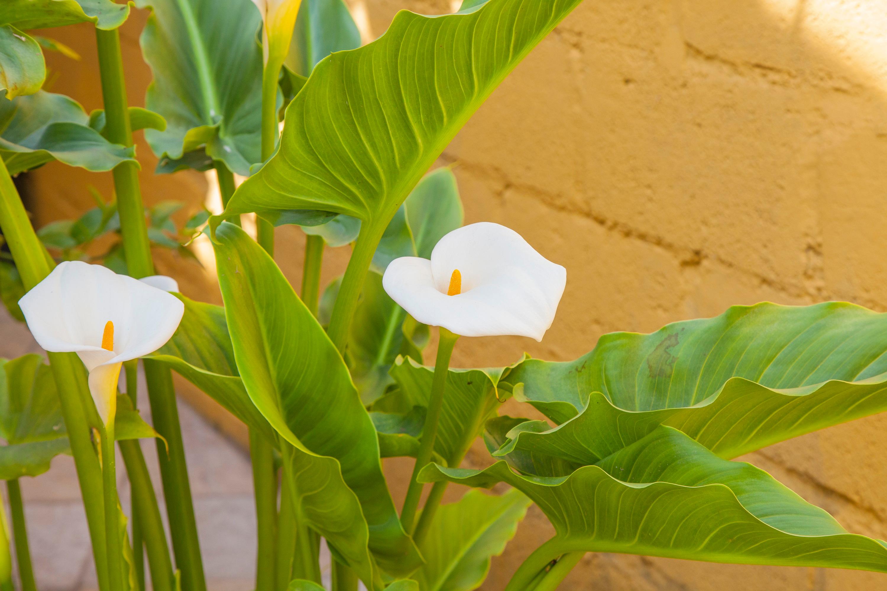 Varios Hotel Adobe & Teja