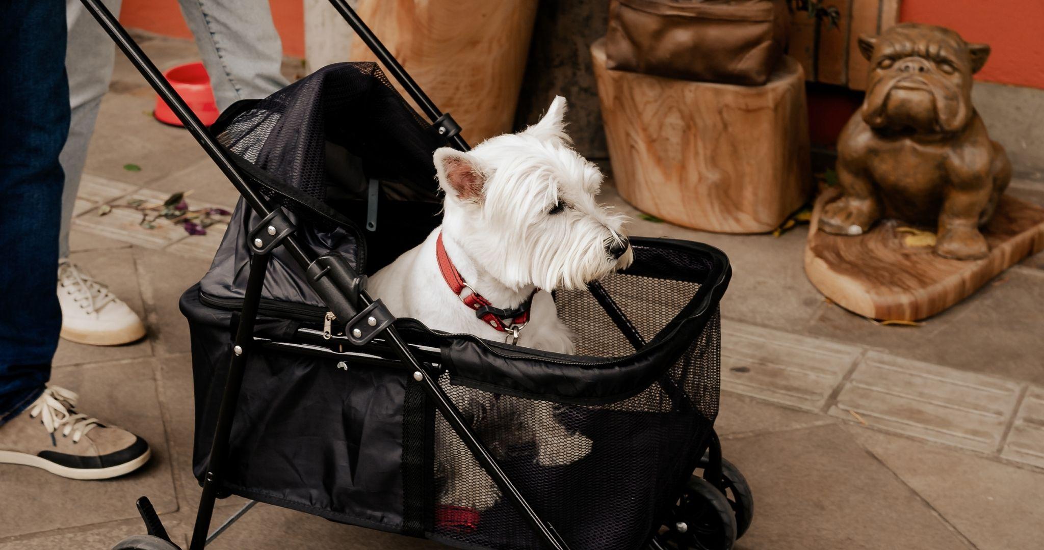 Pet friendly Hotel Petit Casa da Montanha