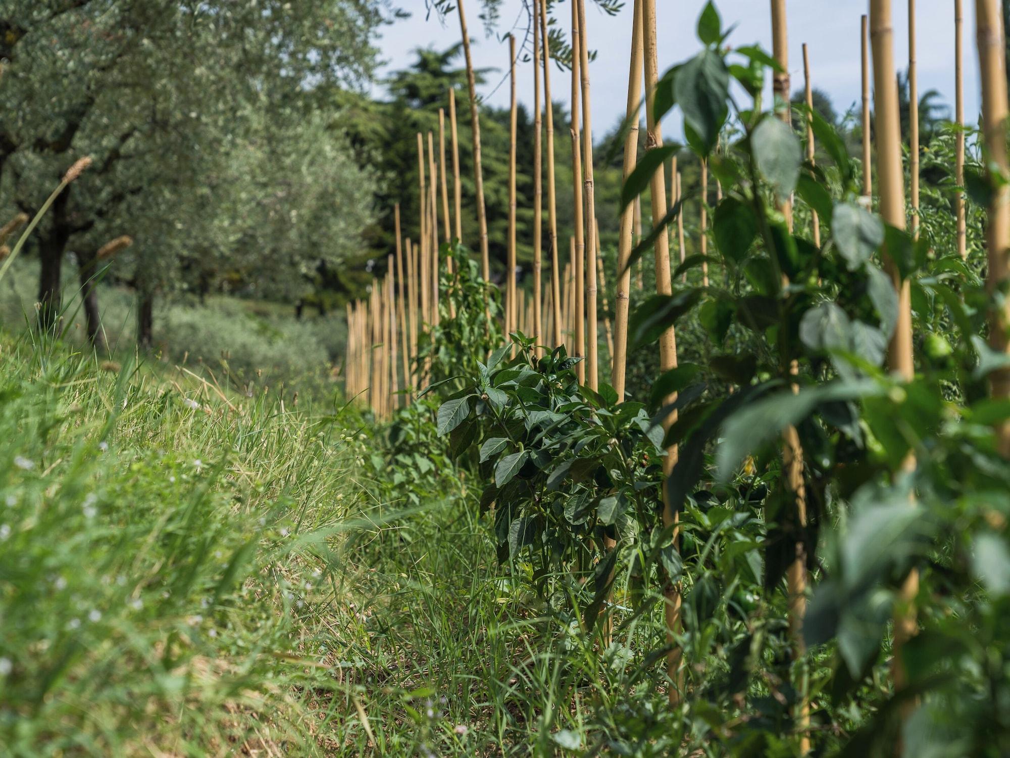 Restaurant Cà Toresele Relais Osteria Garden
