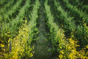 Alojamiento - Agriturismo Cantagallo