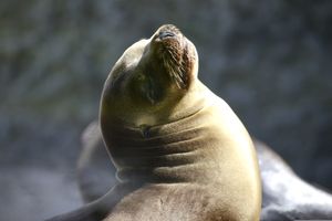 Actividad - Excursión en barco a las Islas Ballestas - Galápagos de Perú
