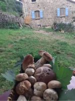 Alquiler Vacacional - Charming gîte studio in Ardèche verte