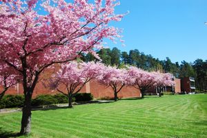 Alojamiento - Skogshem & Wijk