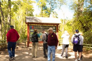 Actividad - Excursion Alerce Andino