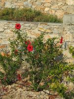 Alojamiento - Kaminaki Amorgos Studios & Apartments