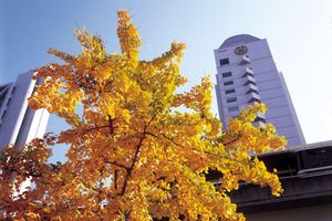 Alojamiento - Kobe Bay Sheraton Hotel & Towers
