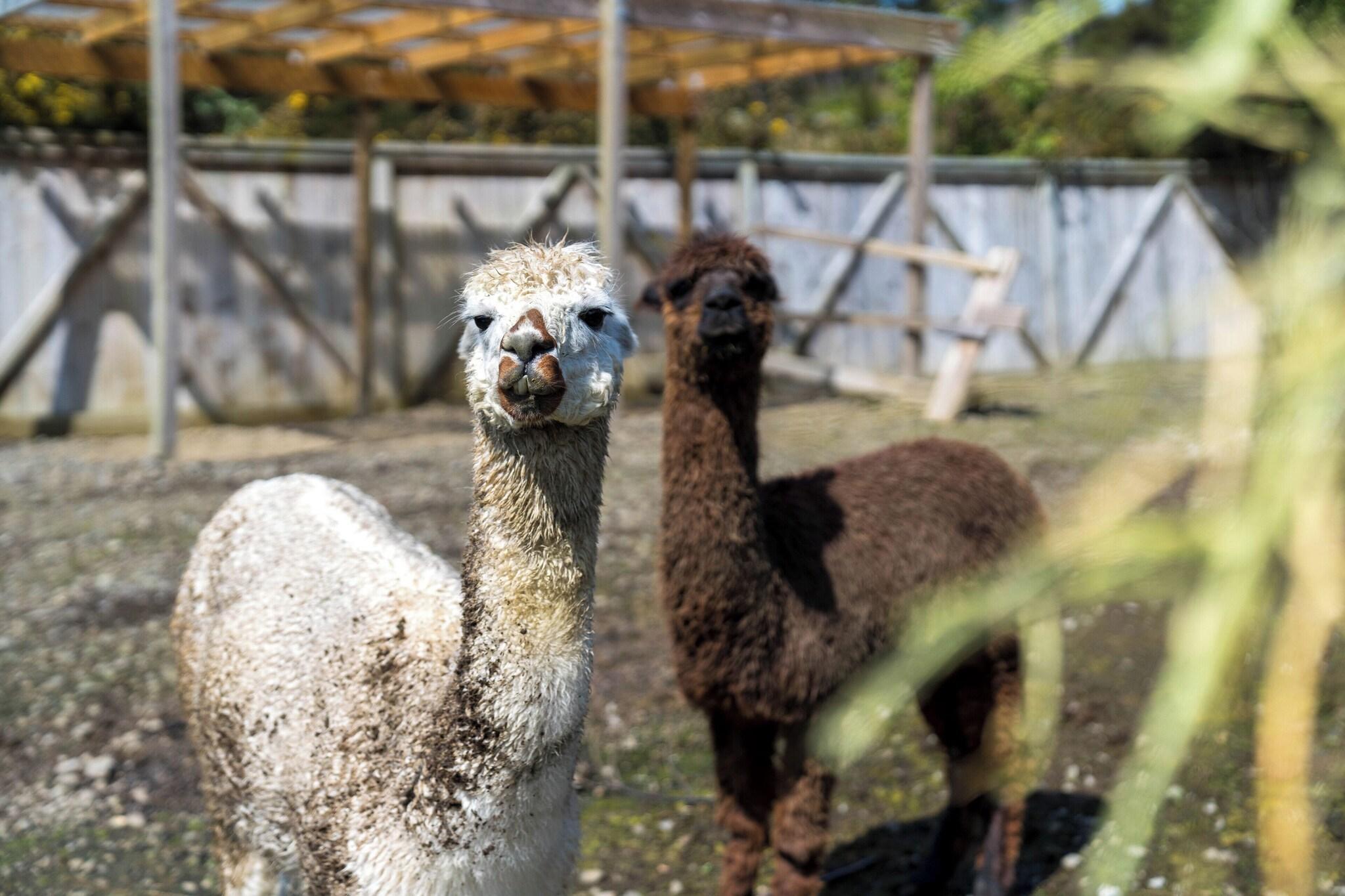 Instalaciones Recreativas Alpaca Manor