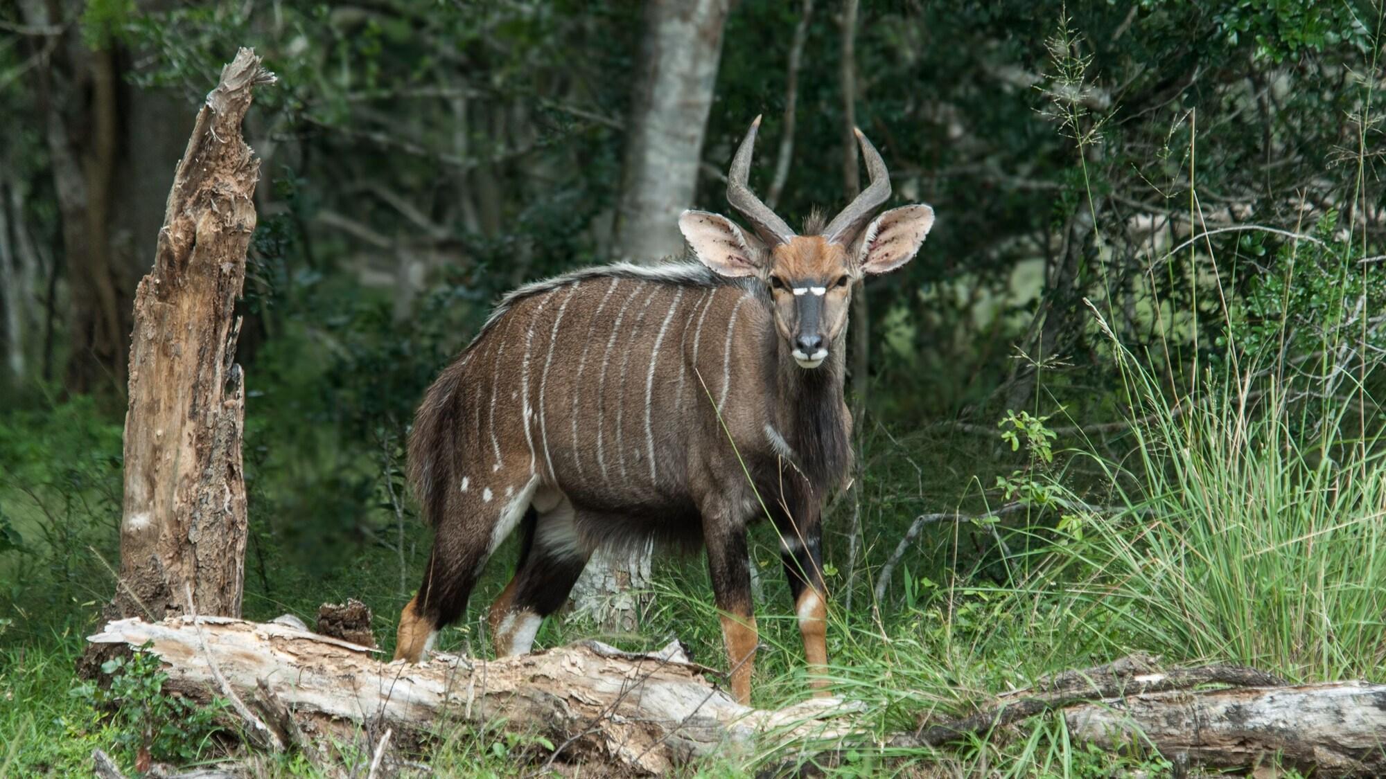 Instalaciones Recreativas Bushwillow Collection