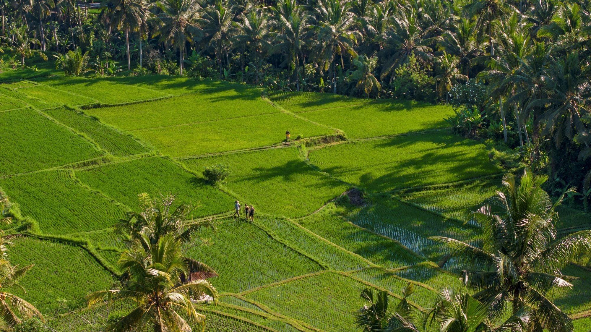 Vista Exterior Lasamana Villas Ubud by Pramana Villas