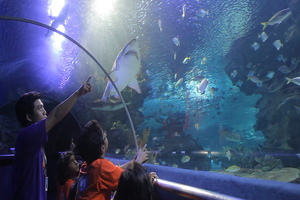 Activity - Aquaria KLCC - Ticket