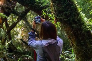 Actividad - Entrada al Parque Tepuhueico