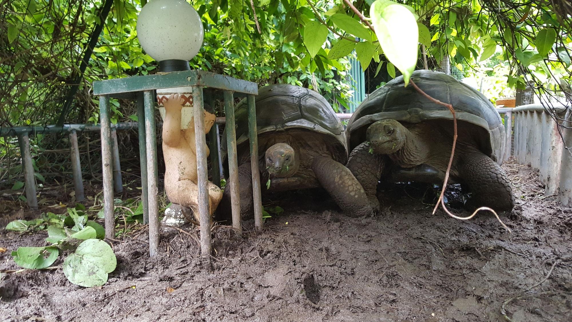 Vista Exterior Anse Kerlan Beach Chalets