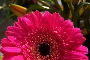 Alojamiento - DoubleTree by Hilton Chicago - Alsip