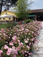 Alojamiento - Agriturismo La Borina