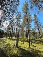 Alojamiento - Borealis