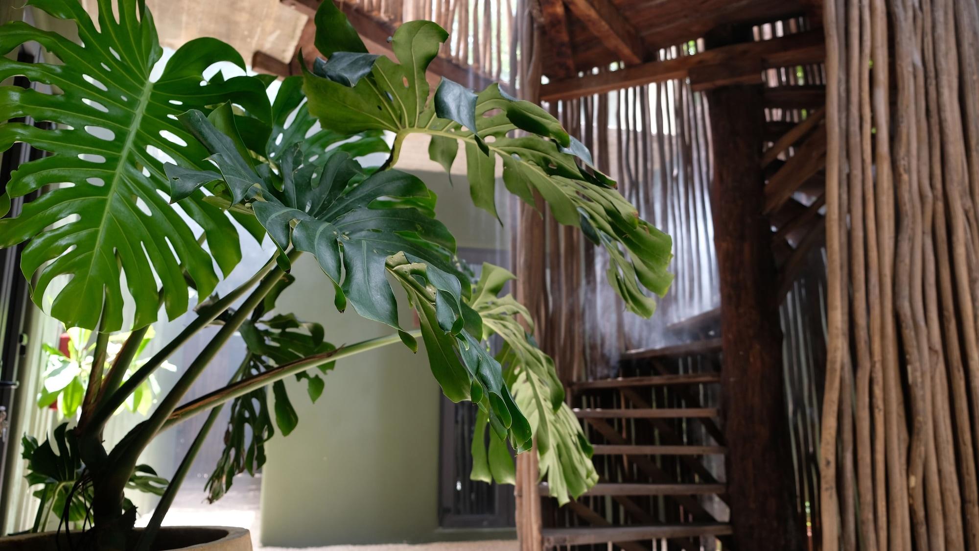 Vista Exterior Loba Tulum Male Only