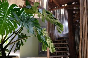 Alojamiento - Loba Tulum Male Only