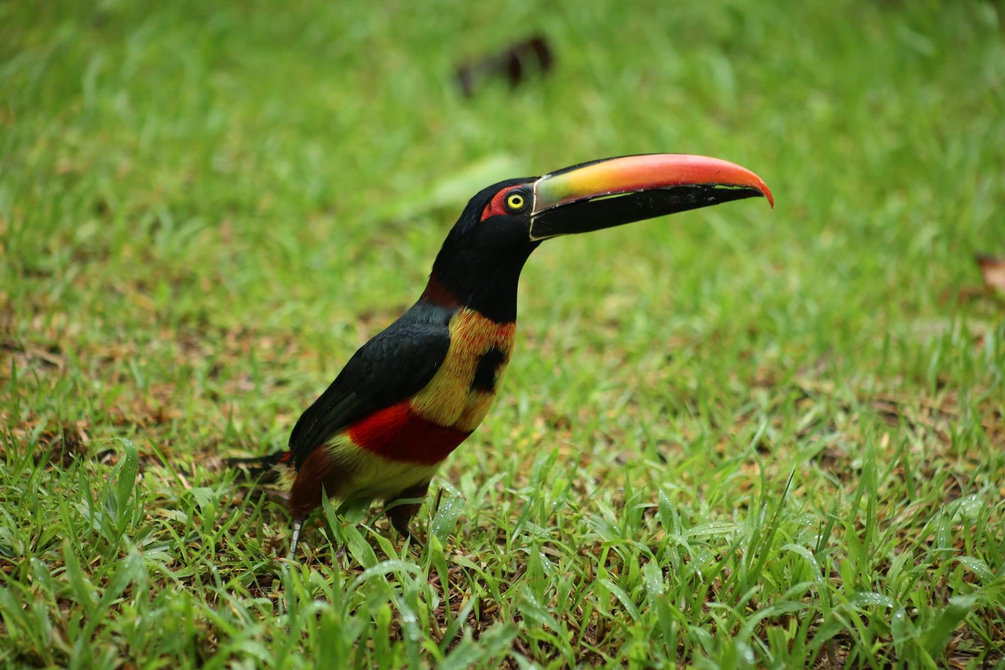 Vista Exterior Jungle River Resort - Adults Only