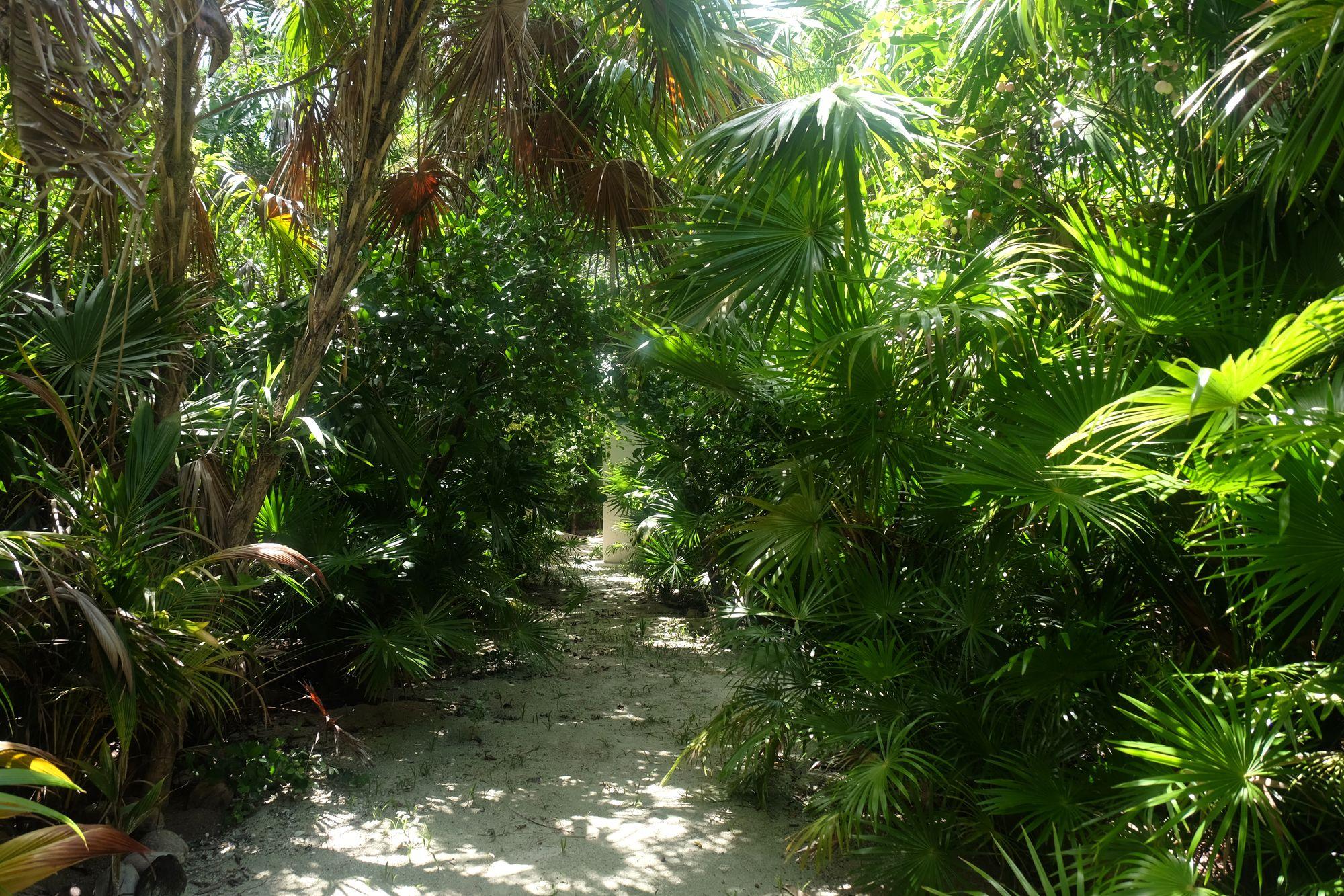 Vista Exterior Jungle Cocoon
