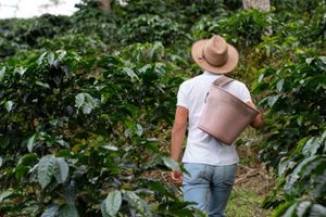 Actividad - Tour del café en Costa Rica con transportacion
