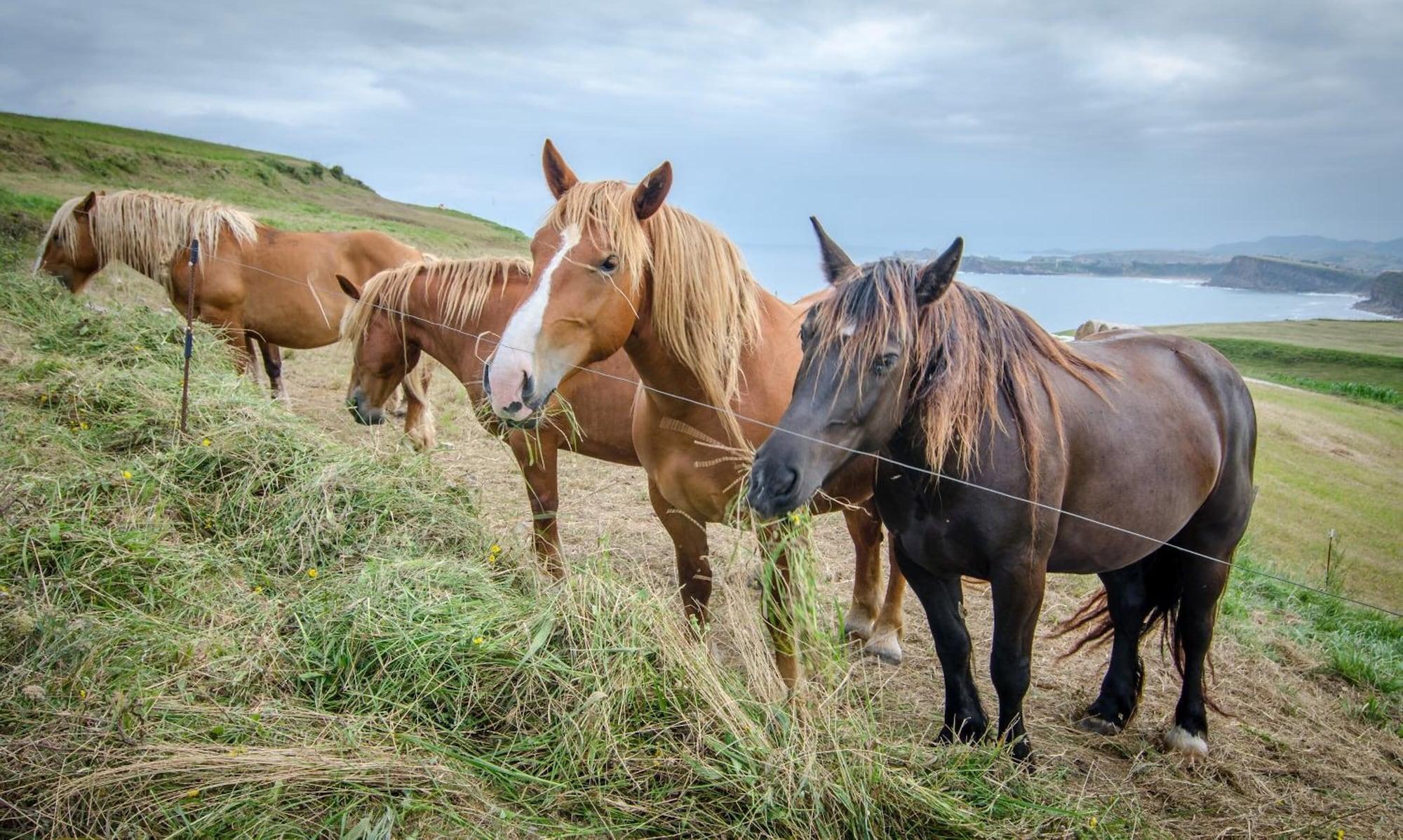 Comodidades del Alojamiento Posada Punta Ballota