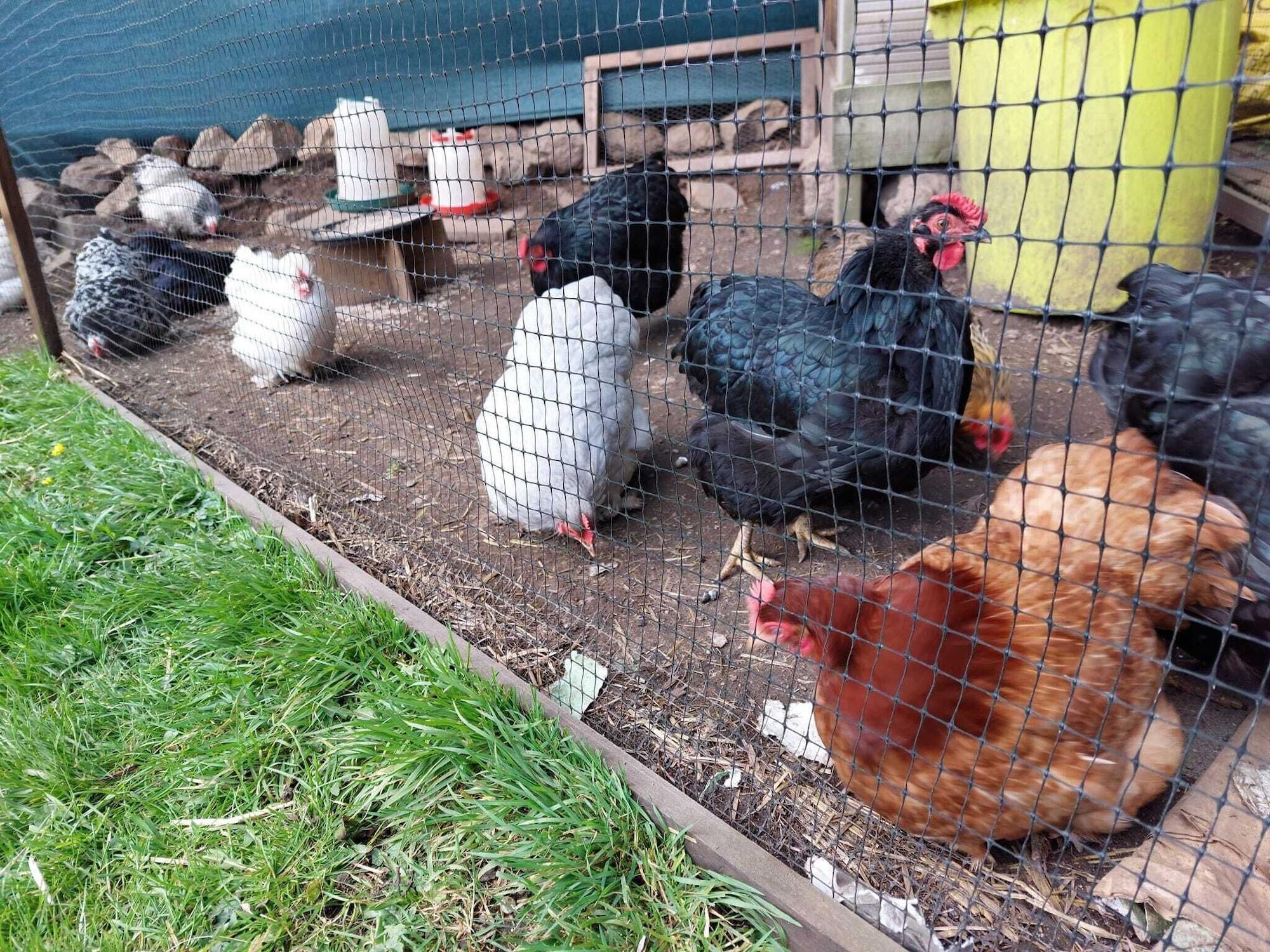 Vista Exterior Owl House