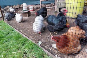 Alojamiento - Owl House