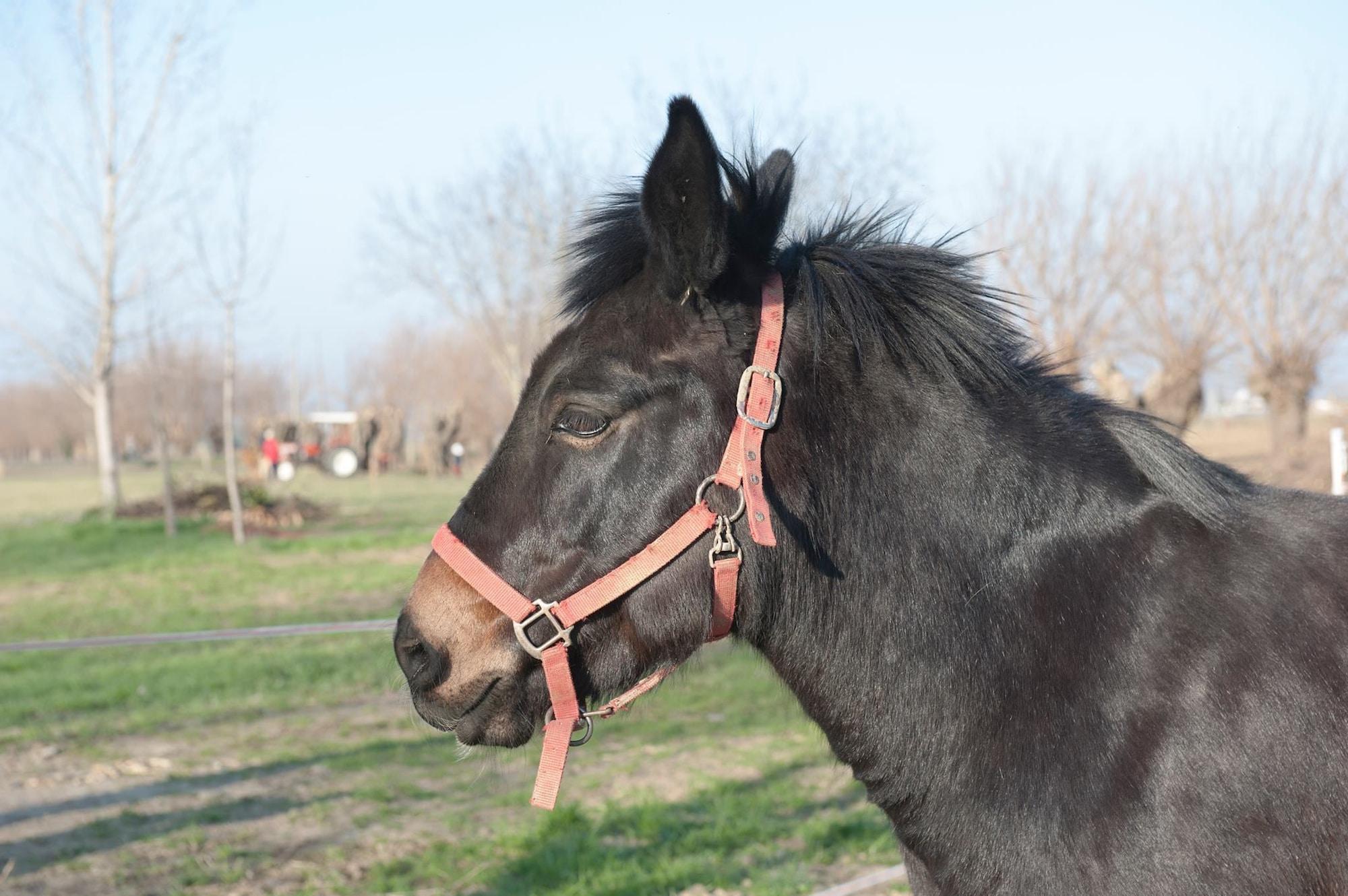 Comodidades del Alojamiento Agriturismo Arte Contadina