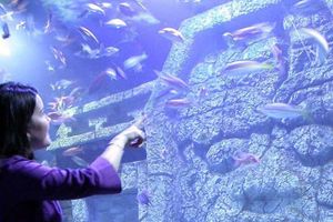 Actividad - Entradas al Downtown Aquarium Houston