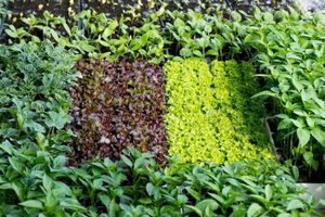 Alojamiento - Agriturismo Arte Contadina