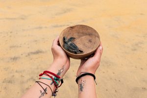 Actividad - Laguna Mágica: Bioluminiscencia +Liberar tortugas