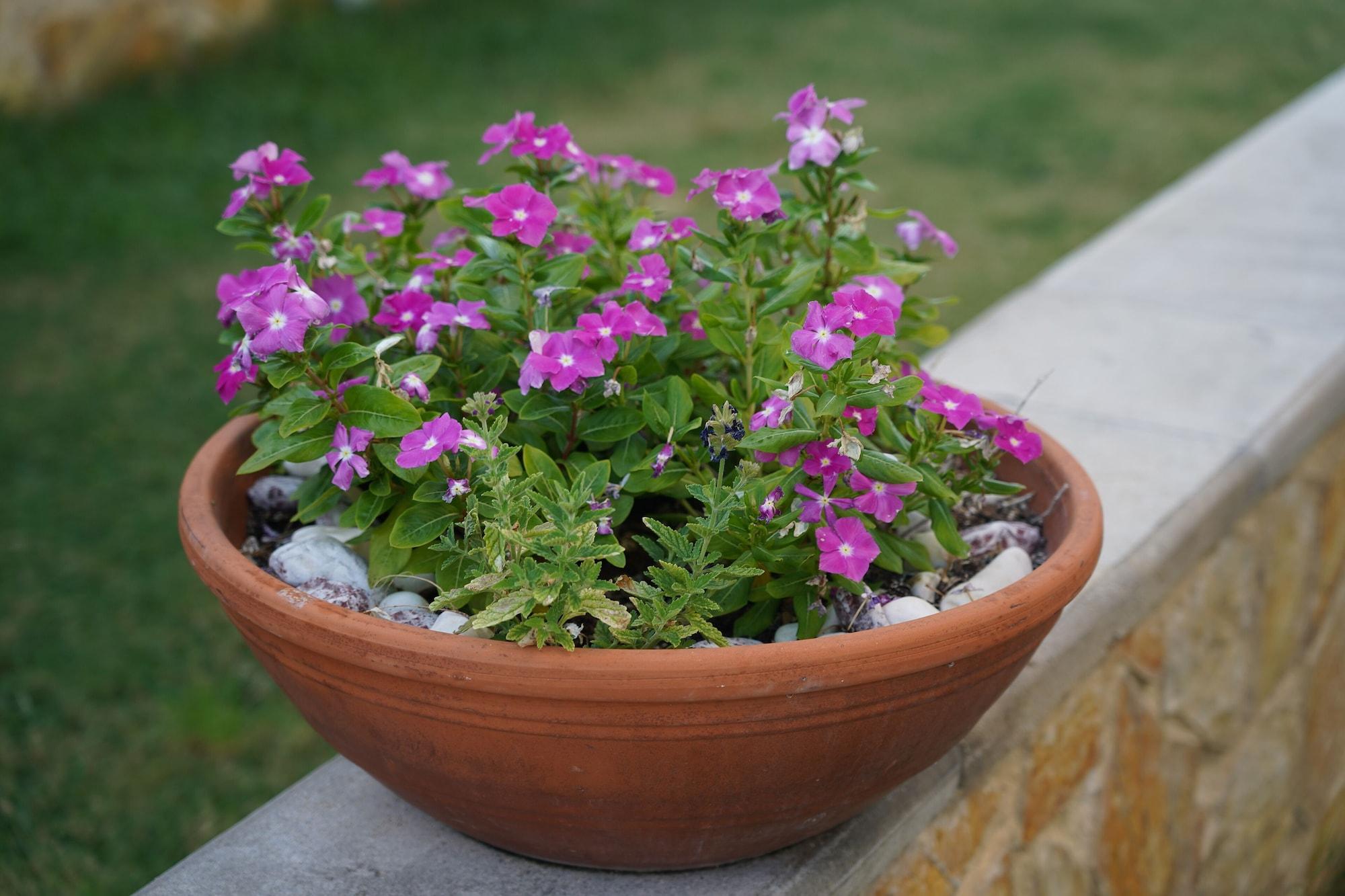 Vista Exterior Ledra Maleme Hotel