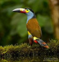 Alojamiento - Birdwatcher's House