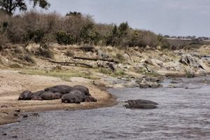 Passeio - Tour do Parque Nacional de Nairóbi e Bebês Elefantes