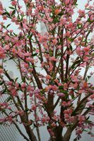 Alojamiento - Deniké by Atalaia Hoteles