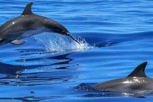 Actividad - Avistamiento de delfines pescadores en Laguna