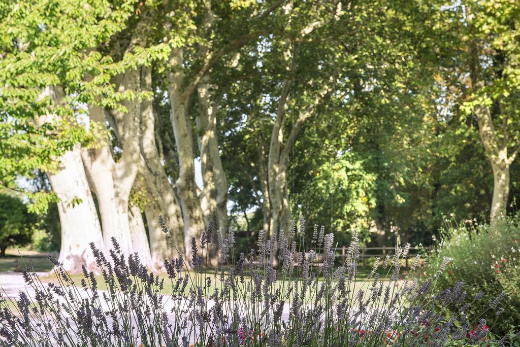 Varios Château de Massillan