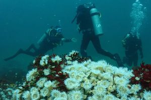 Passeio - Mergulho: Descubra o Fascinante Mundo Subaquático